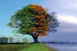 trees